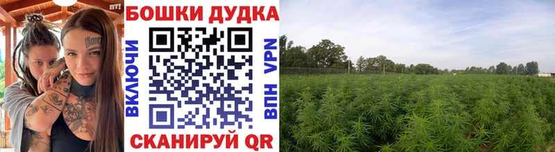 Конопля OG Kush  Знаменск 